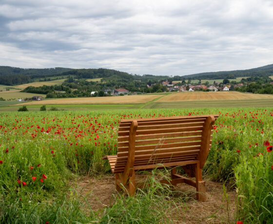 Foto von der Mohnblüte im GEO Naturpark